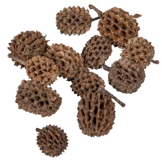 Casuarina szárított natúr 25dkg/csom