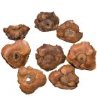 Kókusz virág szárított natúr 26dkg/csom