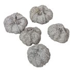 Fokhagyma termés szárított szürke 16dkg/csom