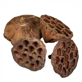 Lótusz szárított 8-10cm natúr 12db-os