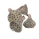 Lótusz szárított mini havas fehér 6dkg/csom