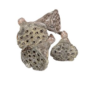 Lótusz szárított mini havas fehér 6dkg/csom