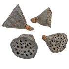 Lótusz szárított mini natúr 6dkg/csom