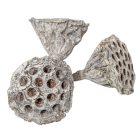 Lótusz szárított 4-5cm havas fehér 13db-os