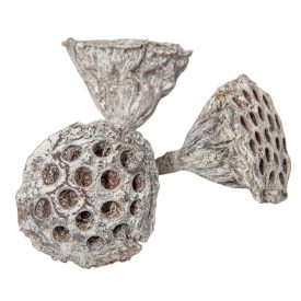 Lótusz szárított 4-5cm havas fehér 13db-os