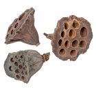 Lótusz szárított 4-5cm natúr 15db-os