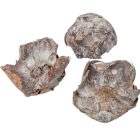 Pálma virág cap szárított havas fehér 10db-os