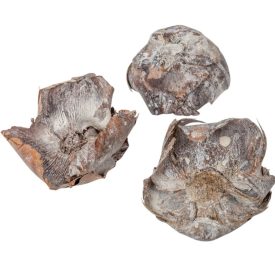 Pálma virág cap szárított havas fehér 10db-os