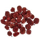 Casuarina szárított piros 25dkg/csom