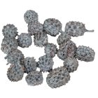 Casuarina szárított havas szürke 25dkg/csom