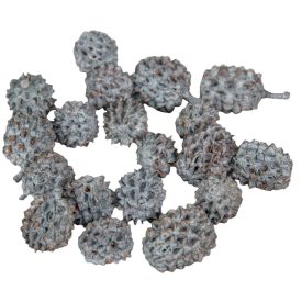 Casuarina szárított havas szürke 25dkg/csom