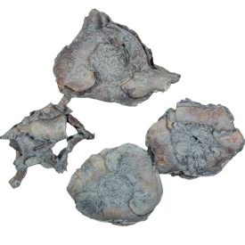 Kókusz virág szárított havas szürke 28dkg/csom