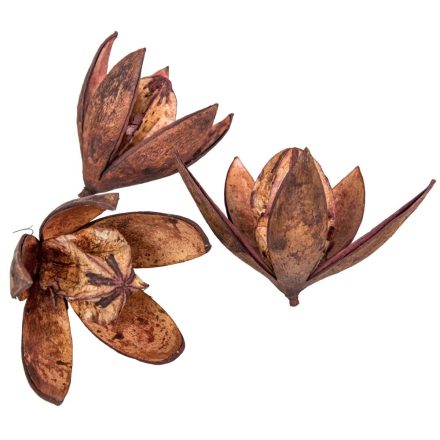 Wild lili szárított barna 11db/csom