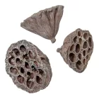 Lótusz szárított 5-8cm havas szürke 10db-os