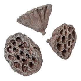 Lótusz szárított 5-8cm havas szürke 10db-os