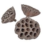 Lótusz szárított 8-10cm havas szürke 10db-os
