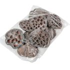 Lótusz szárított 8-10cm havas szürke 10db-os