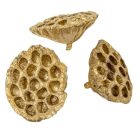 Lótusz szárított 8-10cm arany 9 db-os