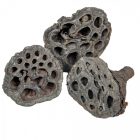 Lótusz szárított 4-5cm havas szürke 15db-os