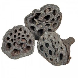 Lótusz szárított 4-5cm havas szürke 15db-os