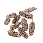 Birch pine szárított falfestékes salmon 18dkg/csom