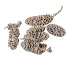 Birch pine szárított falfestékes mud green 18dkg/csom