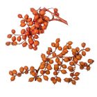 Canella cutting bogyós termés terracotta 15dkg/csom