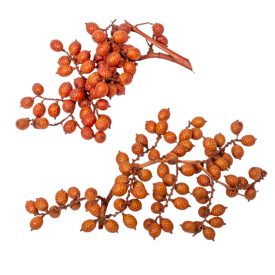 Canella cutting bogyós termés terracotta 15dkg/csom