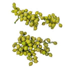 Canella cutting bogyós termés zöld 15dkg/csom