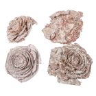 Cédrus rózsa falfestékes fehér 5-7cm 17dkg/csom