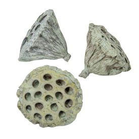 Lótusz kicsi 4-5cm falfestékes mud zöld 13db-os