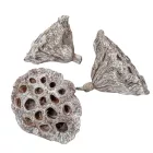 Lótusz 5-8cm falfestékes fehér 12db-os