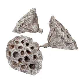 Lótusz 5-8cm falfestékes fehér 12db-os