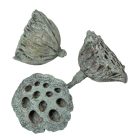 Lótusz 5-8cm falfestékes moss zöld 12db-os