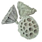 Lótusz 5-8cm falfestékes mud zöld 12db-os