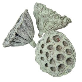 Lótusz 5-8cm falfestékes mud zöld 12db-os