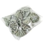 Lótusz 5-8cm falfestékes mud zöld 12db-os