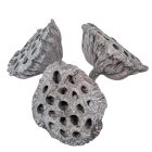 Lótusz 8-10cm falfestékes zöld 10db-os