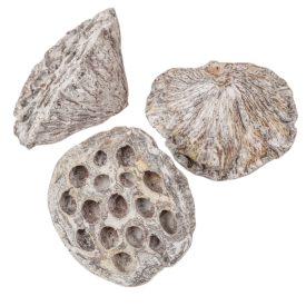 Lótusz 8-10cm falfestékes fehér 10db/csom