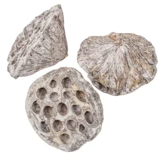 Lótusz 8-10cm falfestékes fehér 9db/csom