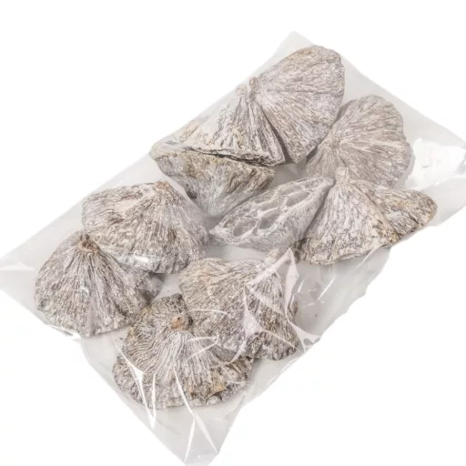 Lótusz 8-10cm falfestékes fehér 9db/csom