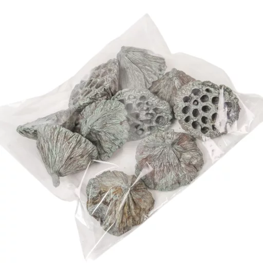 Lótusz 8-10cm falfestékes moss zöld 10db/csom