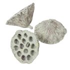 Lótusz 8-10cm falfestékes mud zöld 10db/csom