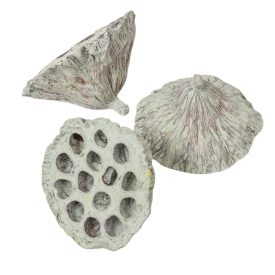 Lótusz 8-10cm falfestékes mud zöld 10db/csom