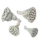 Lótusz mini falfestékes fehér 5dkg/csom