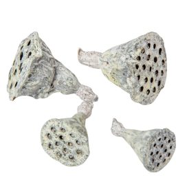 Lótusz mini falfestékes fehér 5dkg/csom