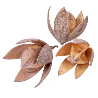 Wild lily falfestékes old pink 9db-os