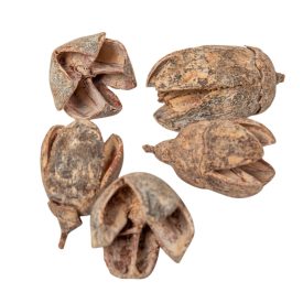 Bakuli szárított falsestékes terracotta 20 dkg/csom