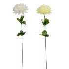 Krizantém szálas krém,fehér M50cm 