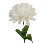 Krizantém szálas krém,fehér M50cm 